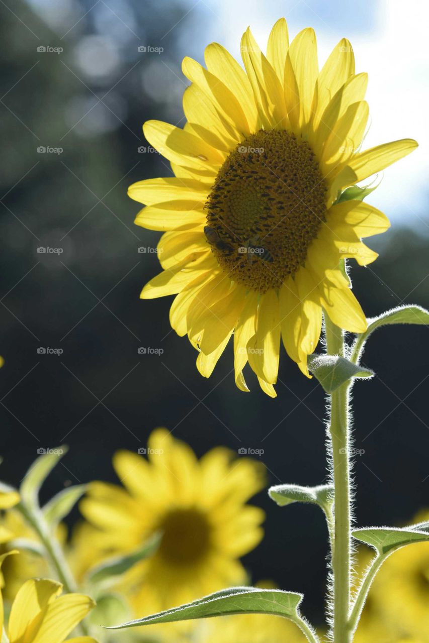 Sunflower in Sun