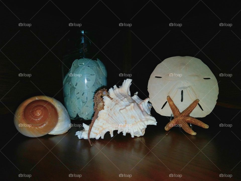 Sea shells