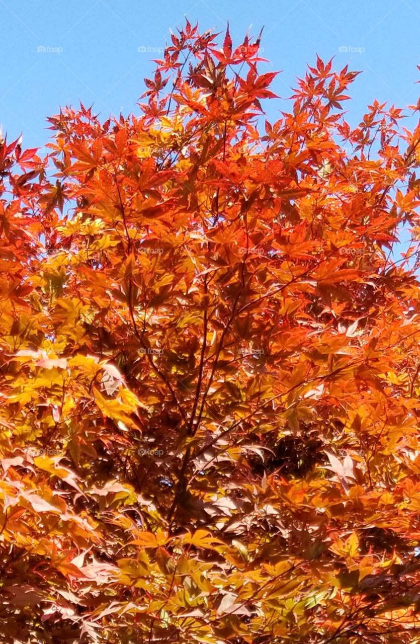 Maple tree on a sunny, almost fall, day.
