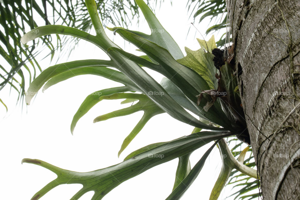 Green plant/Planta verde.