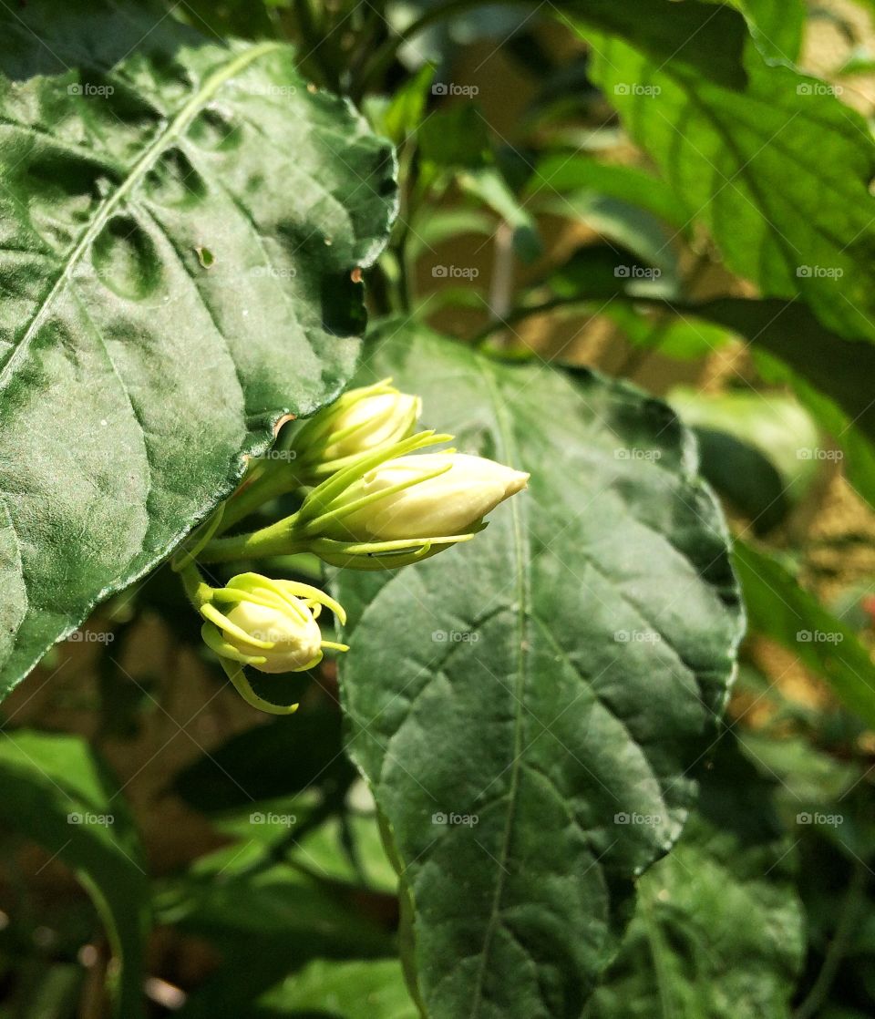 jasmine plant