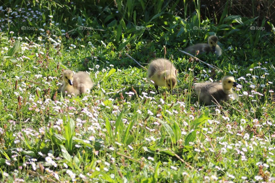Cute young wild goose. Don't they look cute with their down feathers?