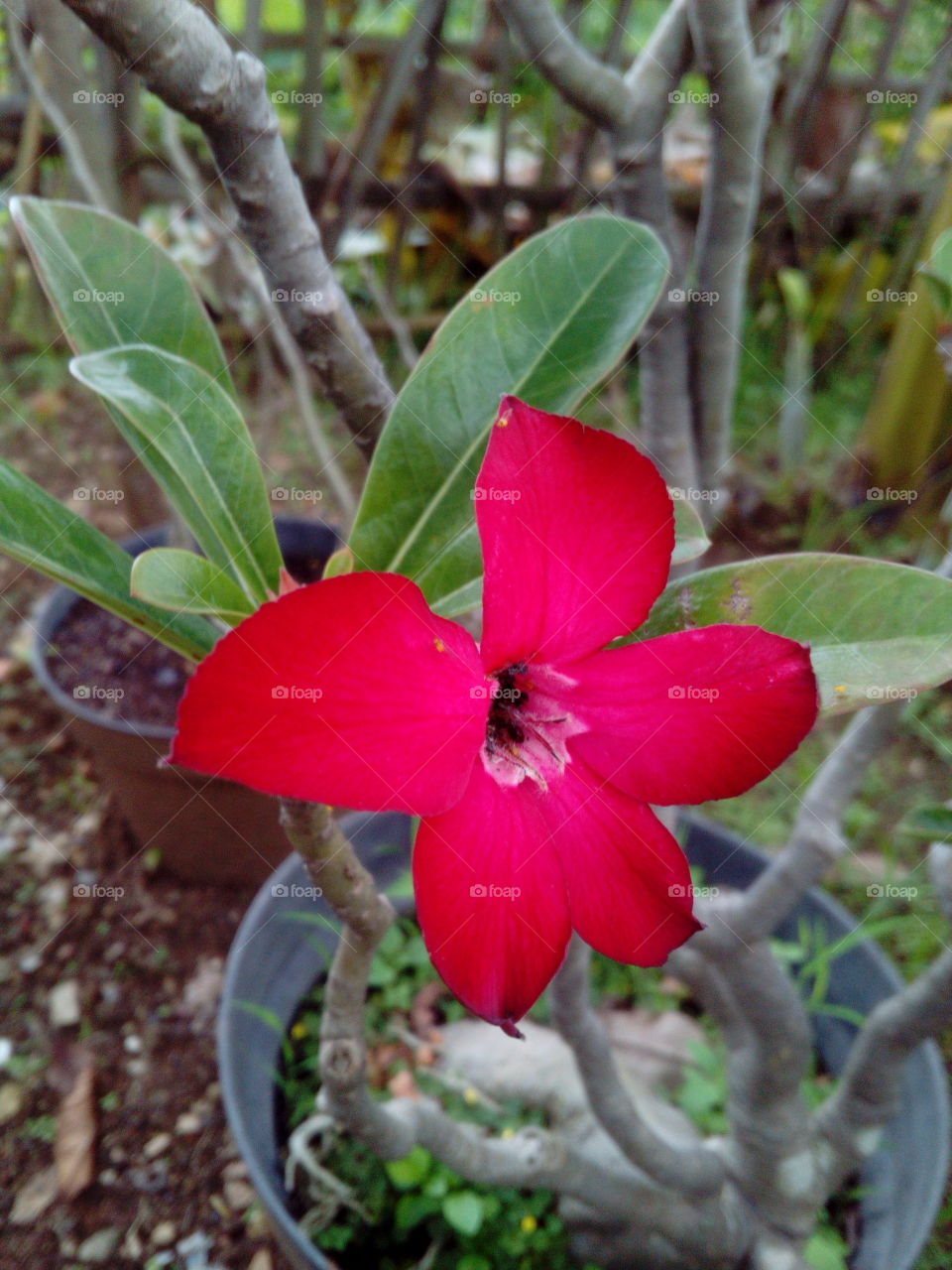 Red Flowering Tree