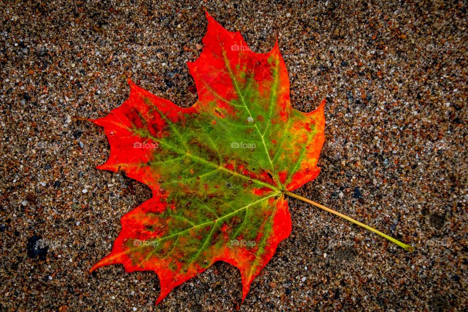 Colorful maple leaf on sand