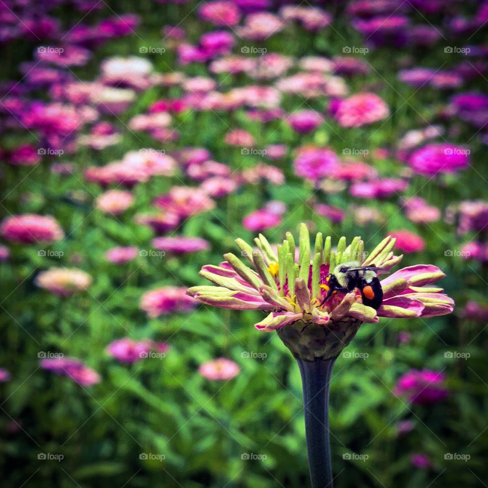 Field of Flowers. Bee atop this flower doing what bees do.....