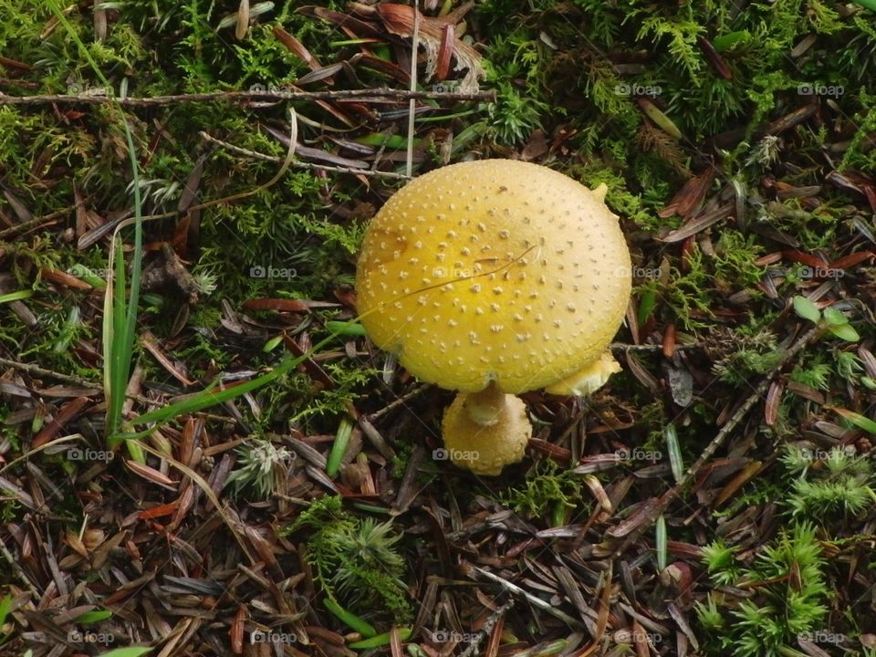 Yellow mushroom