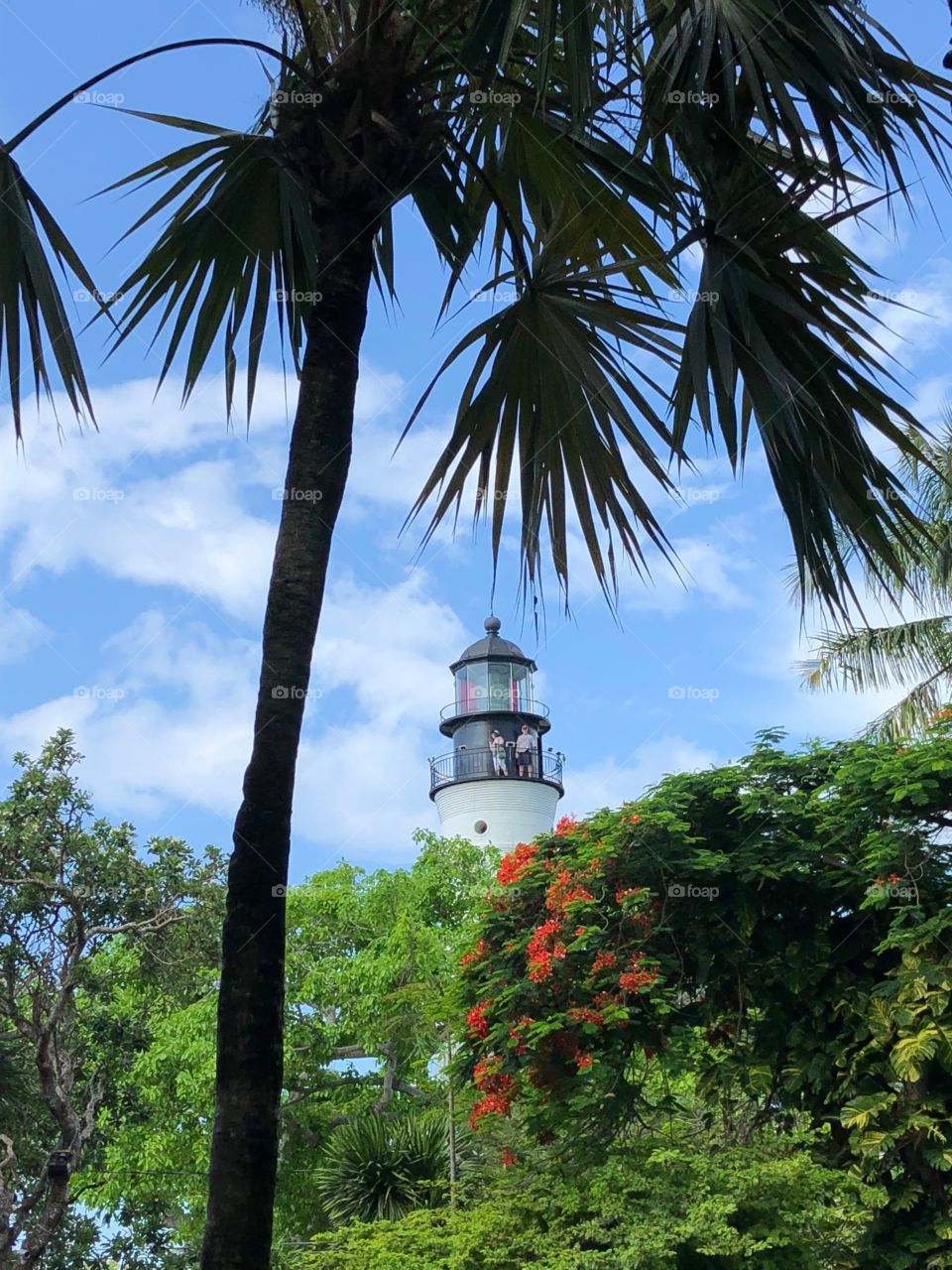 Lighthouse and Palm