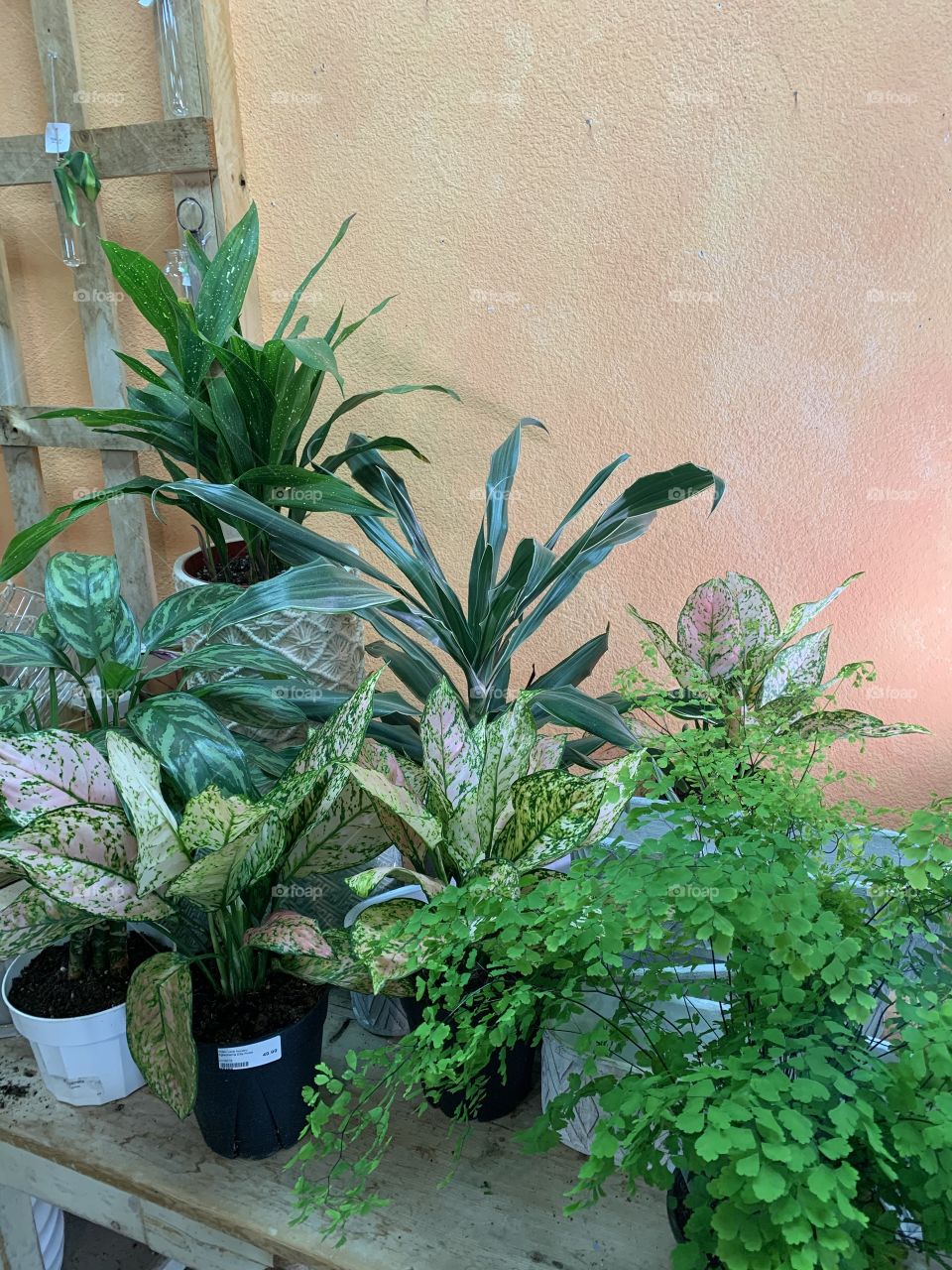 Enjoying the greenery at the plant nursery. 