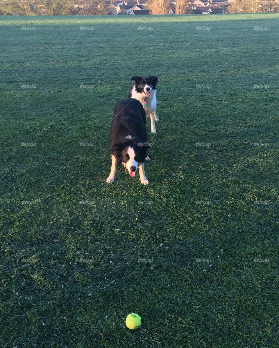 Border collie 