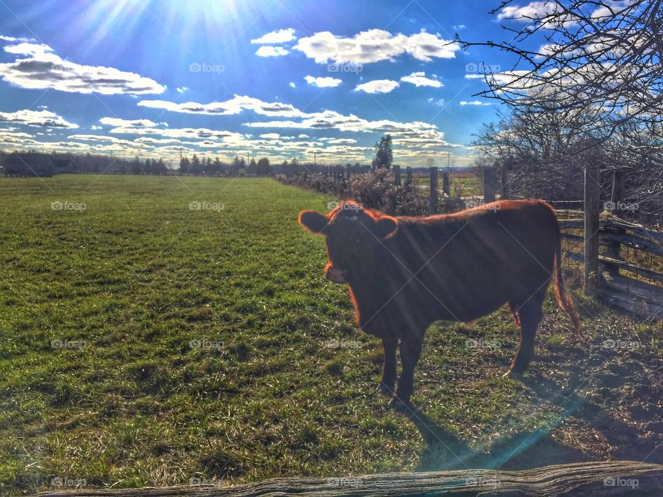 Cow on the farm