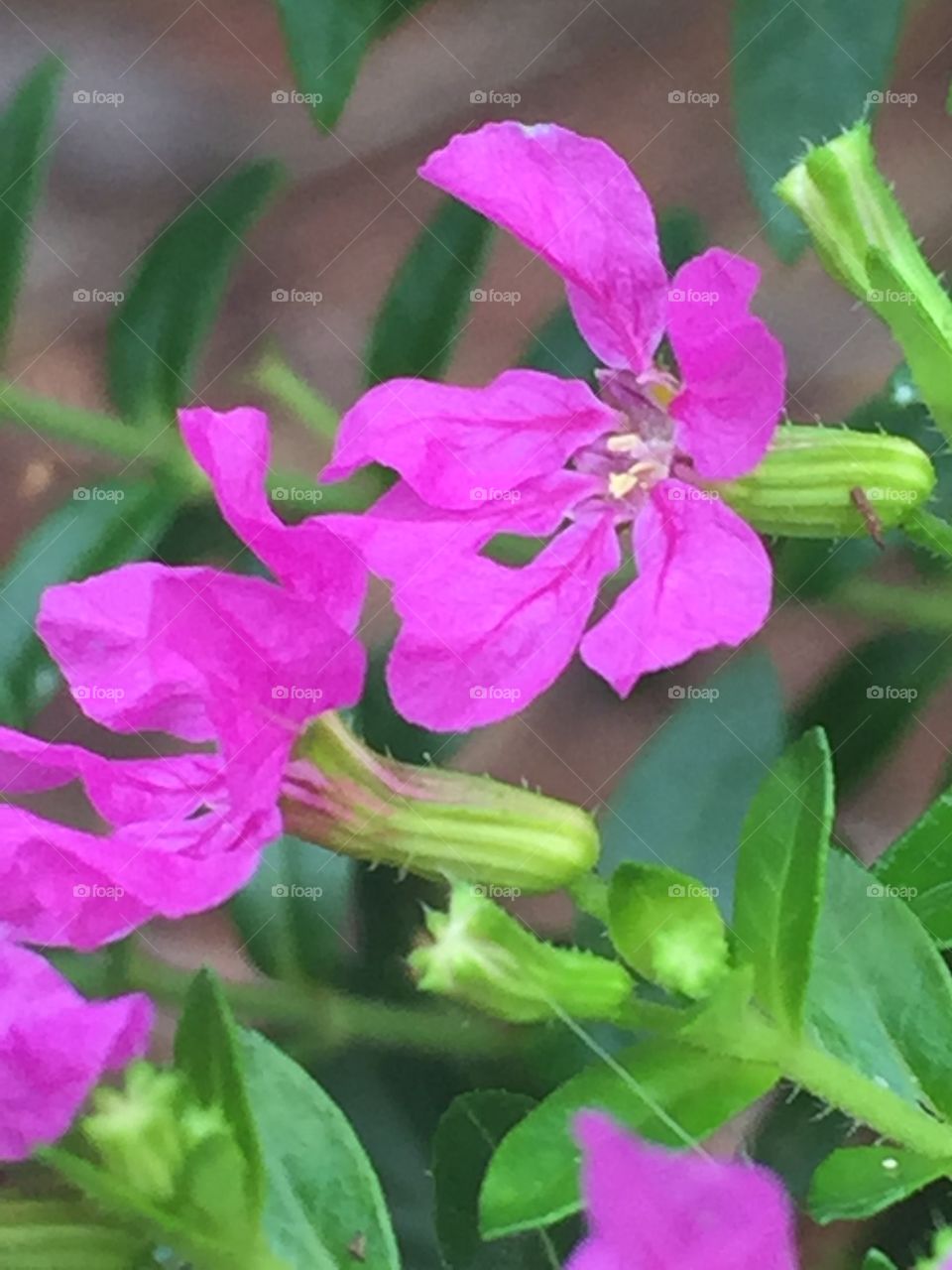 Tiny purple flowers 