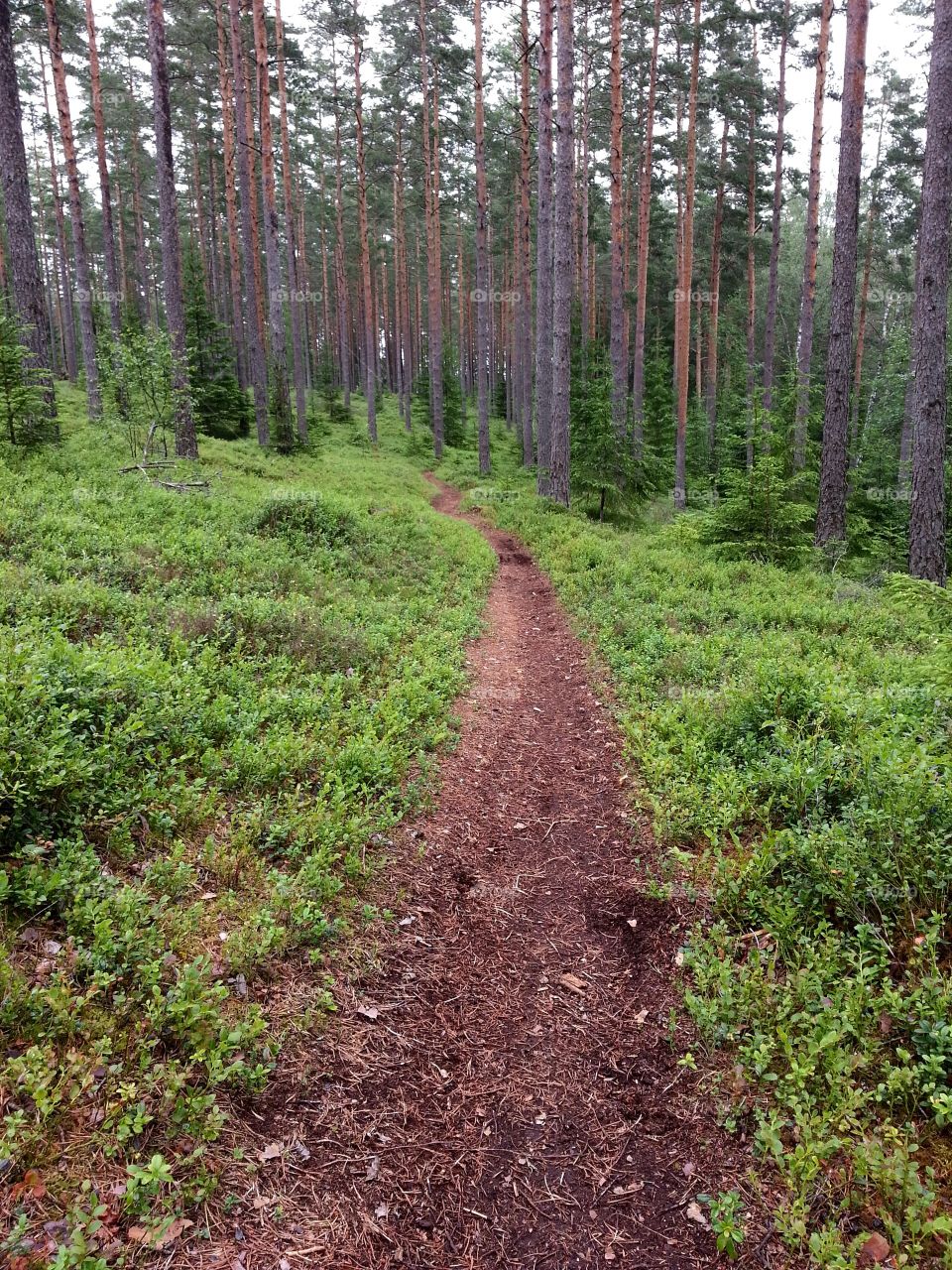 Forest path
