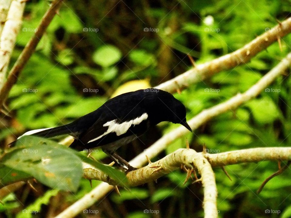 A magpie on a tree