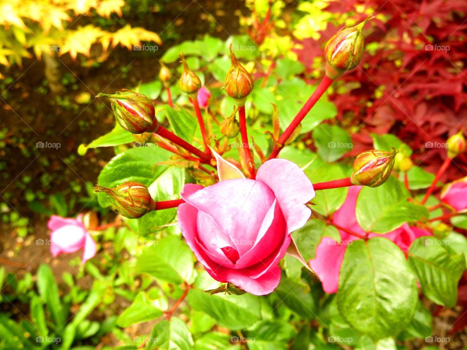 rose and buds