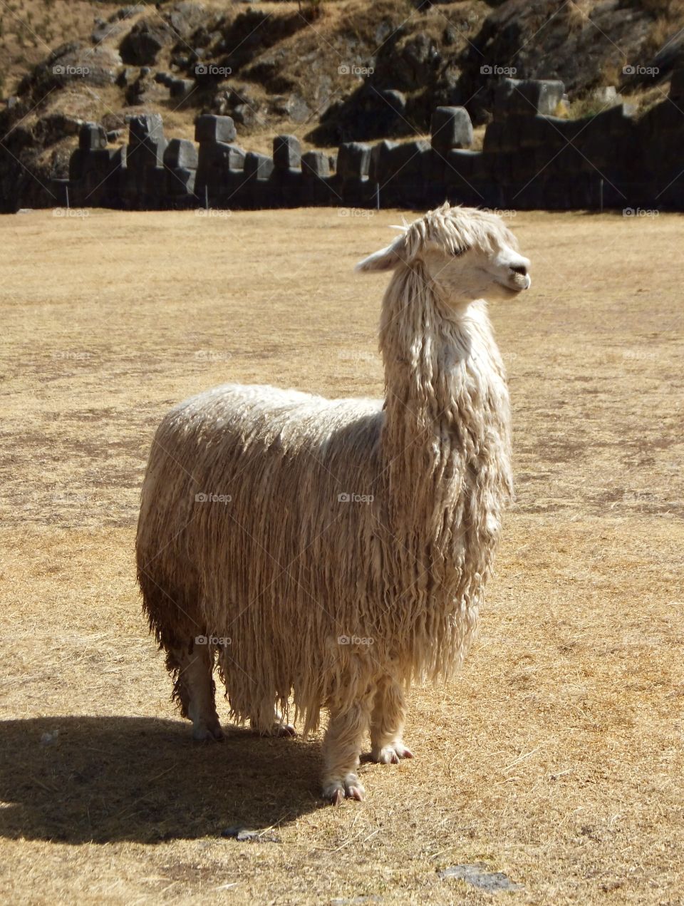 A Peruvian alpaca alone 