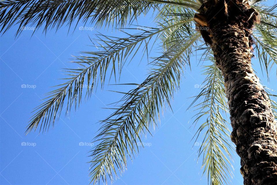 Palms against Blue Sky