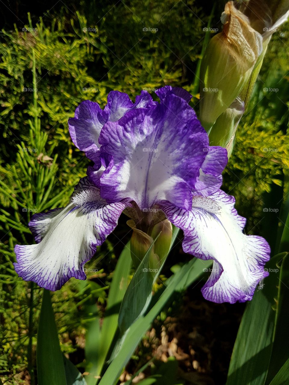 Blooming purple and white iris flower in a garden in spring