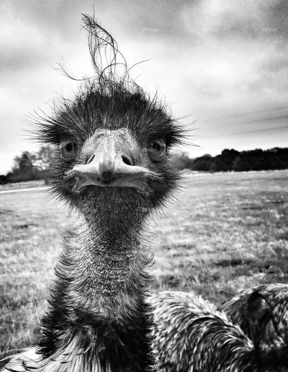 Curious ostrich in black and white 