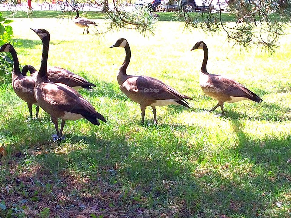 Canada geese 