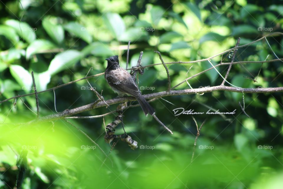 Red vented bulbul bird