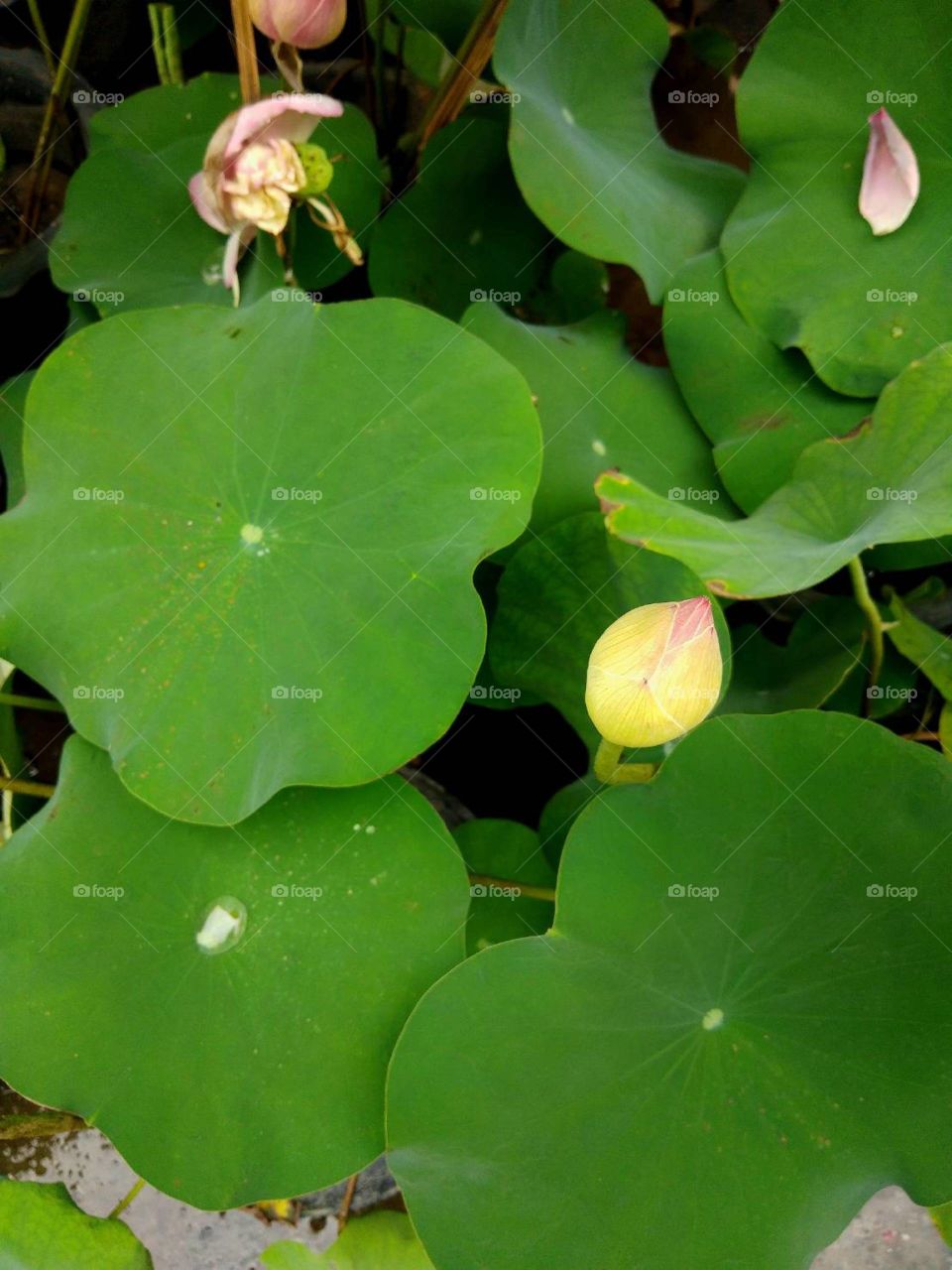 Lotus leaves.
