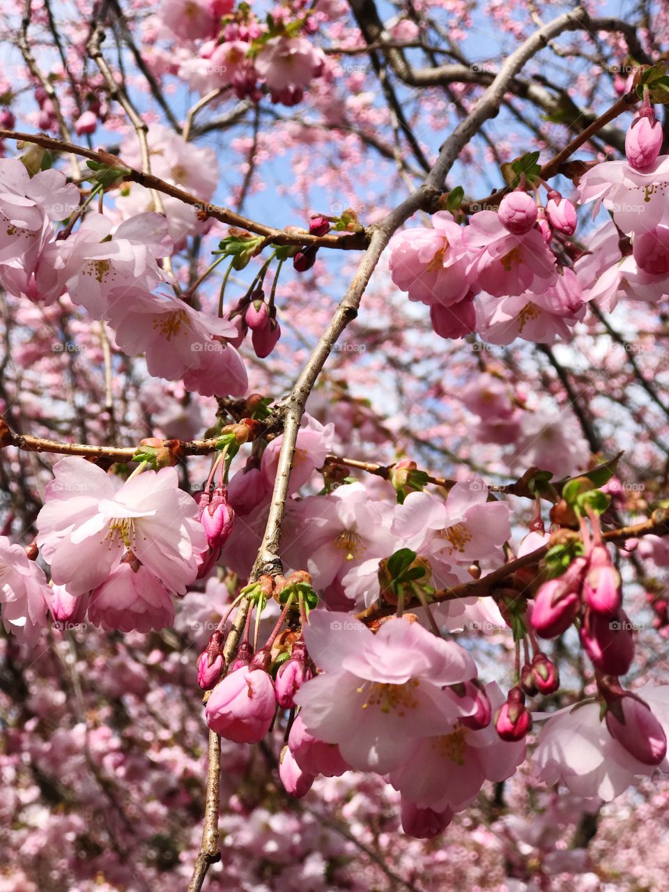 Cherry Blossom