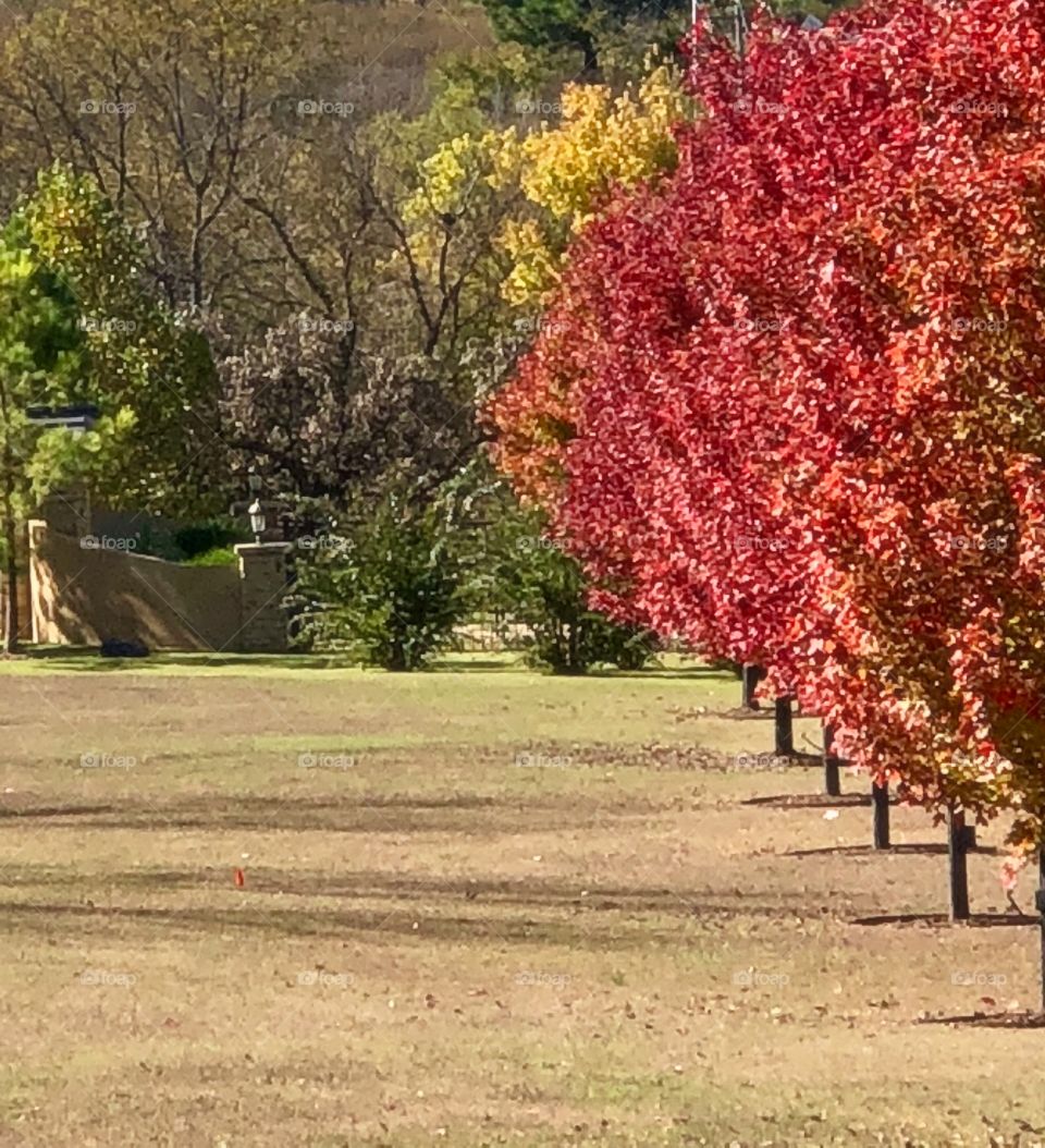 Row of Red Maples