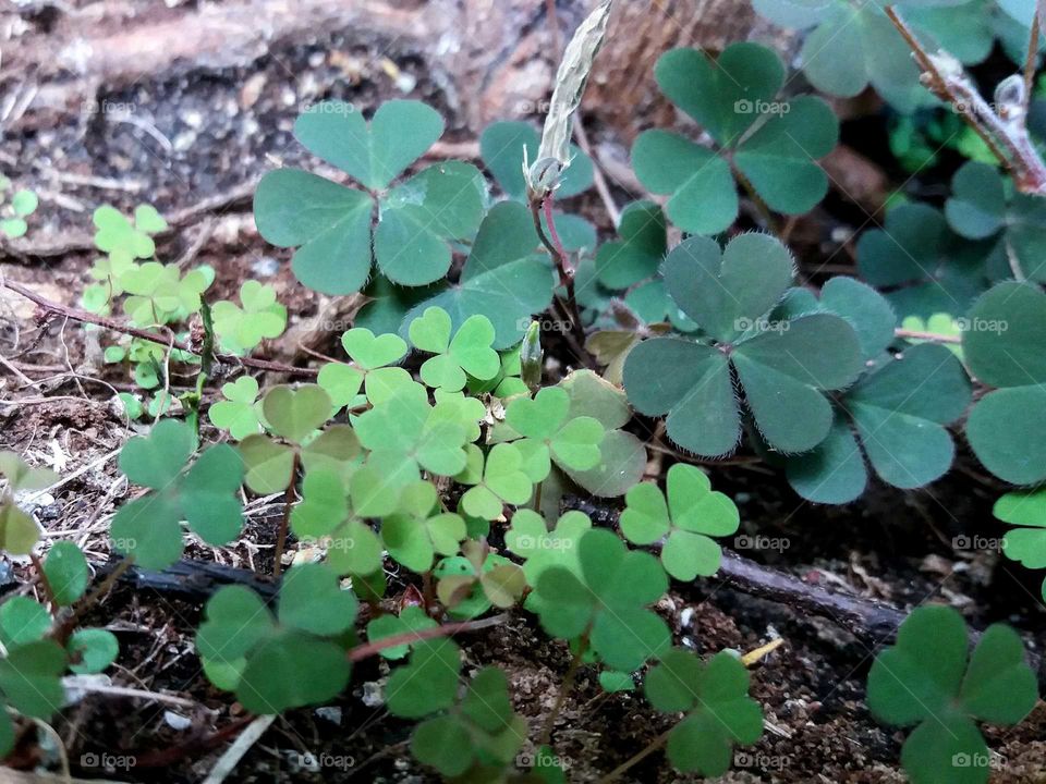 clover family