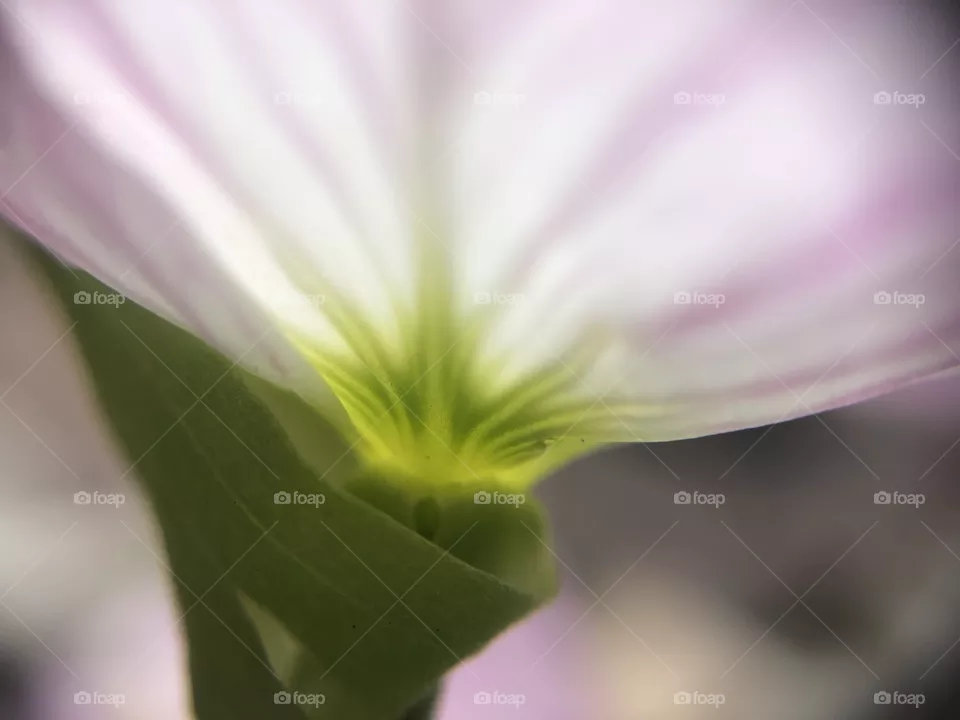 Translucent 
