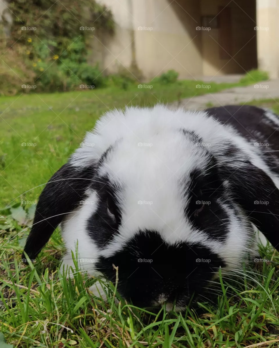 Bunny