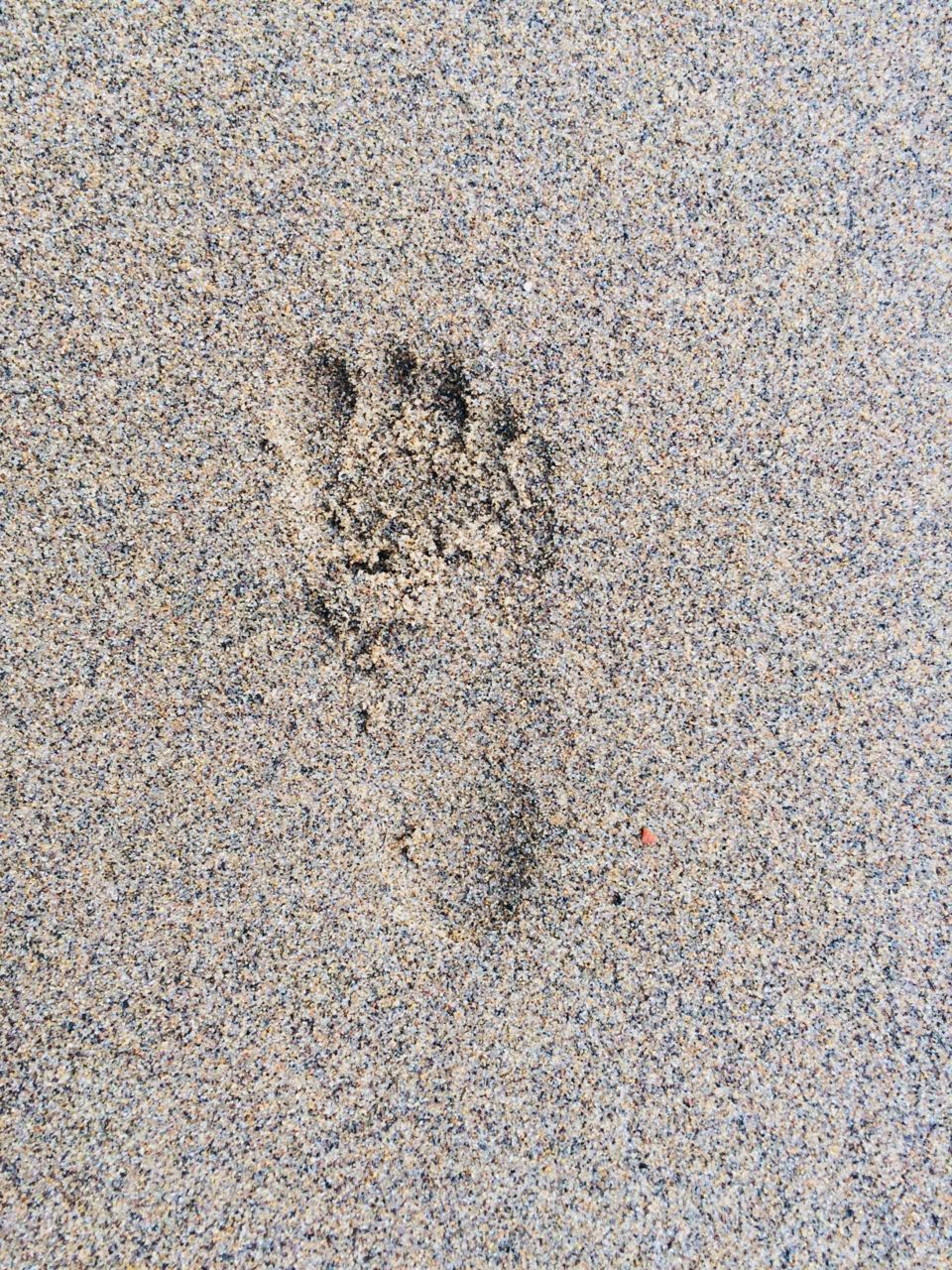 Footprint in the sand 