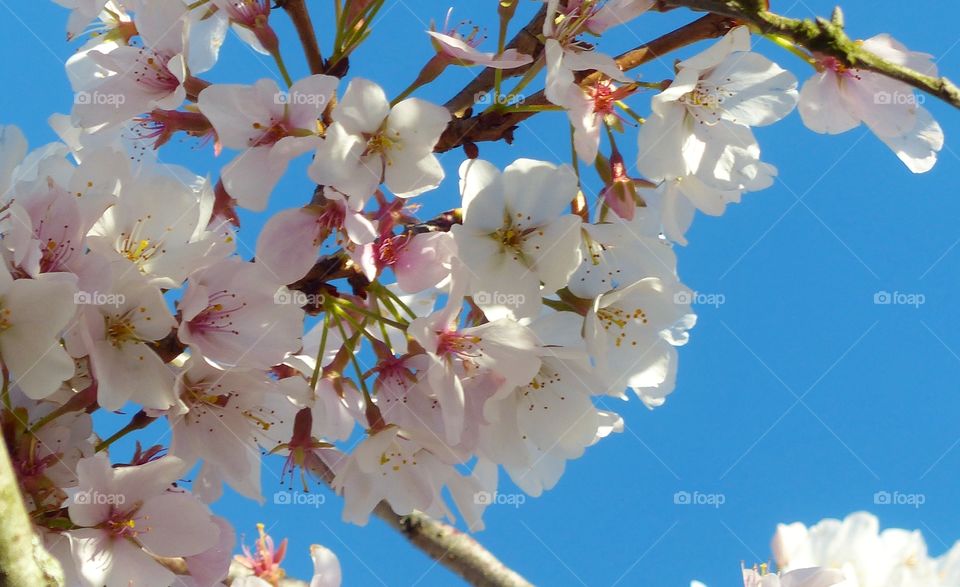 White flowers blooming on tree