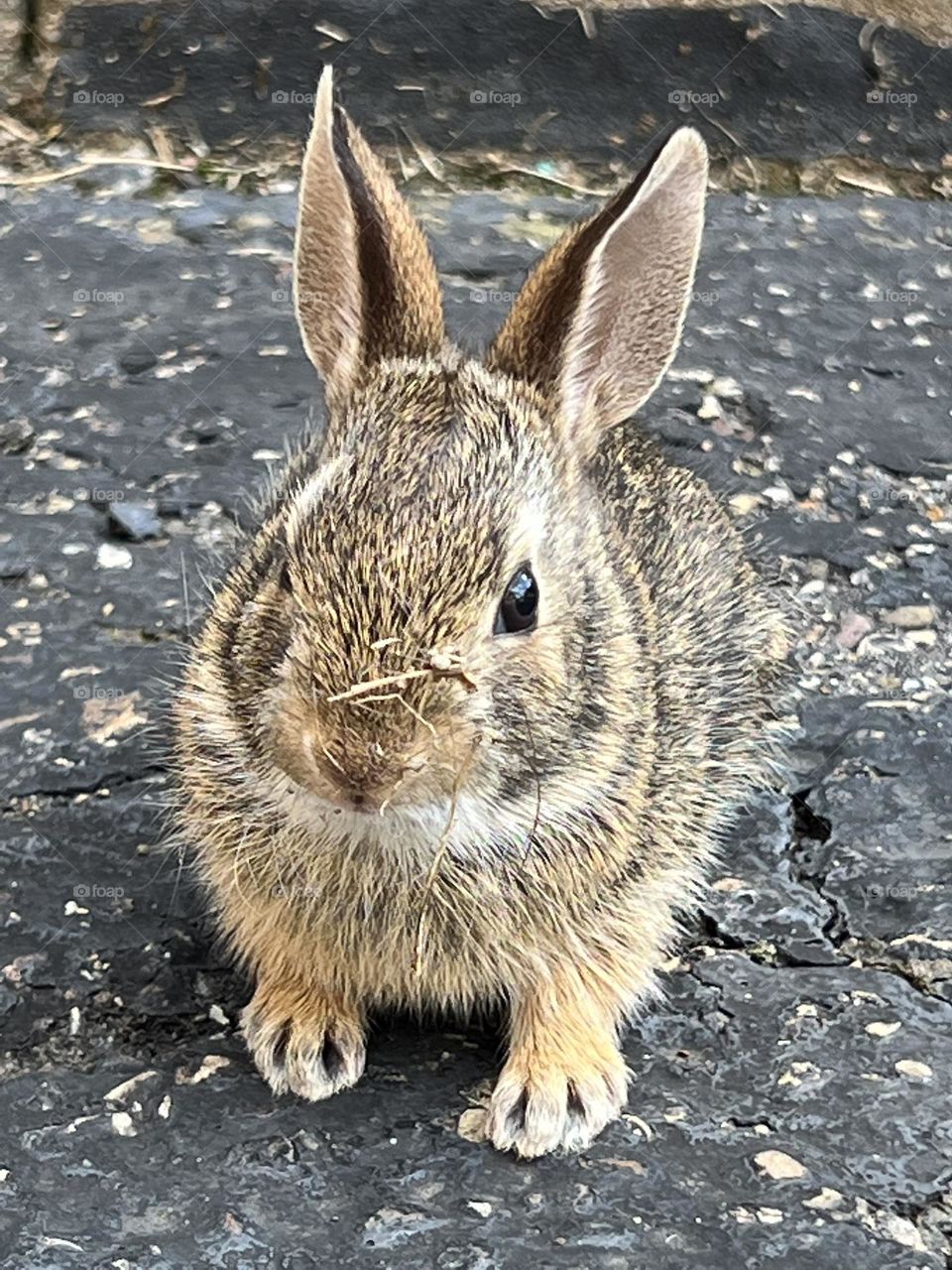 Baby bunny 