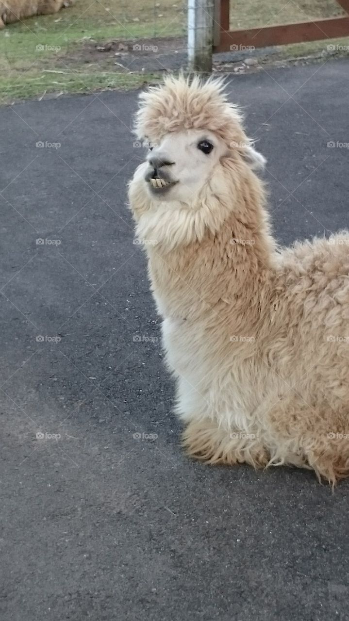 alpaca chin sticking out