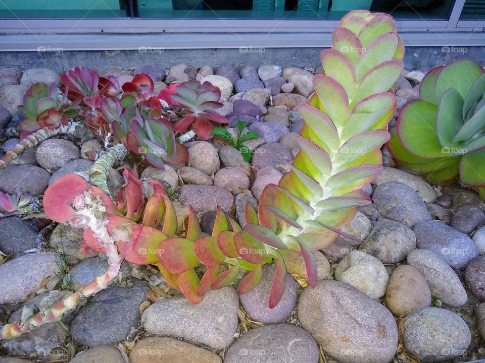 Kalanchoe Luciae (flap jack plant) a succulent, is native to southeast Africa. Excellent for low water landscaping!