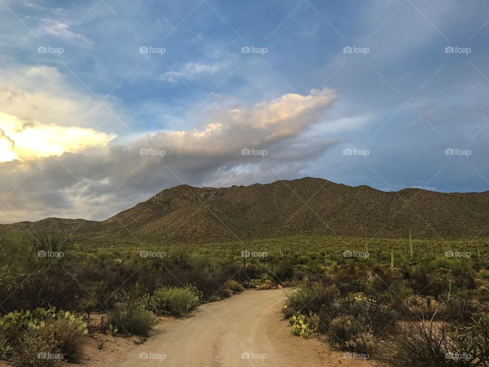 Desert Landscape 