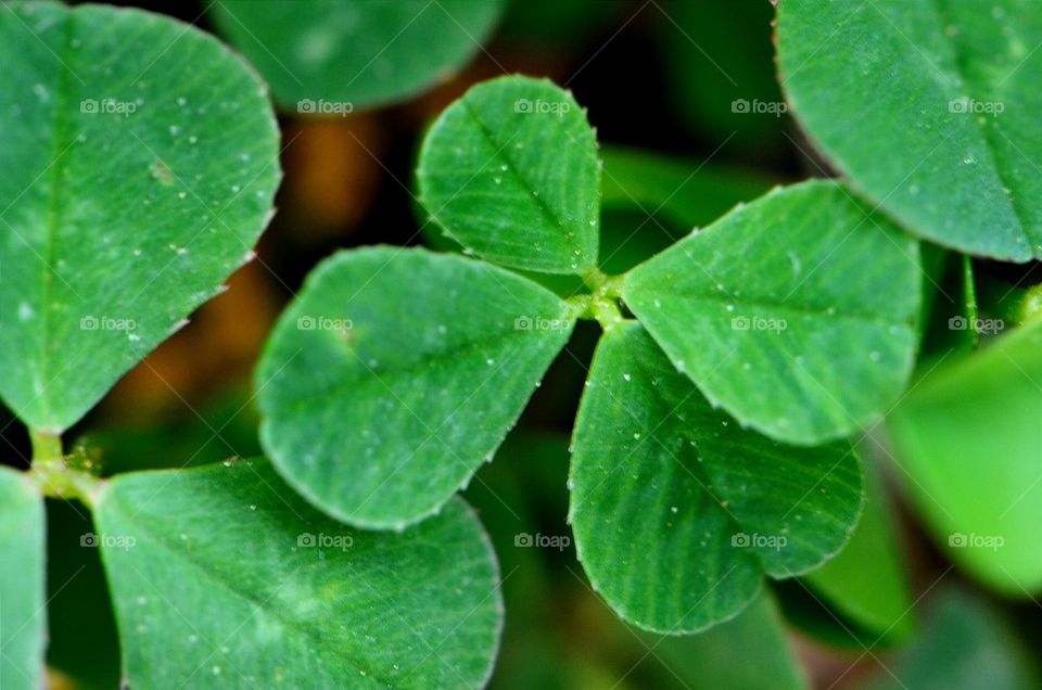 little four-leaf clover