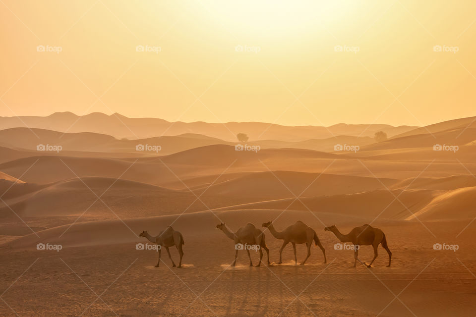 Desert camels caravan