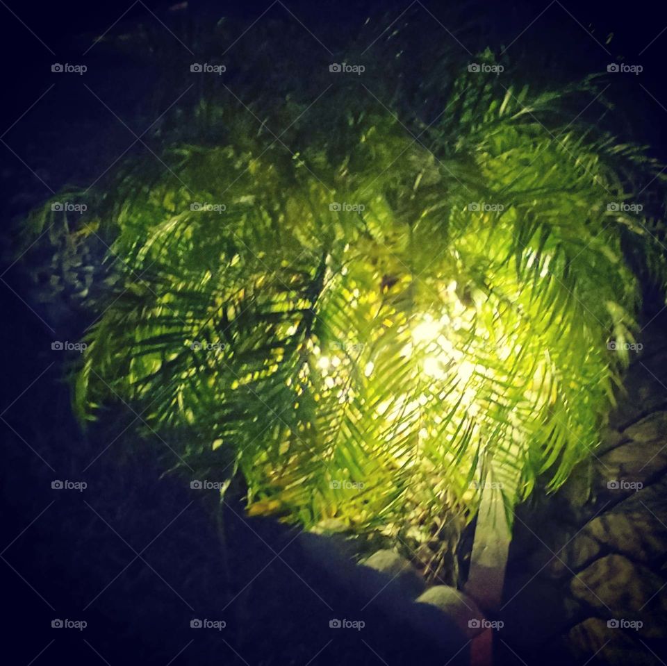 palm night scape