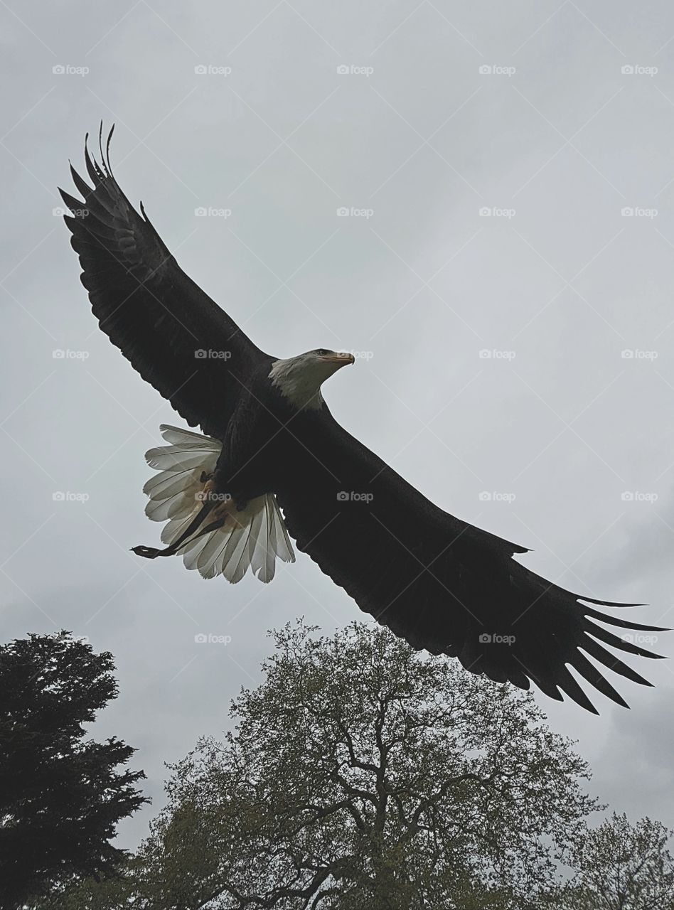 Bald eagle close up flying