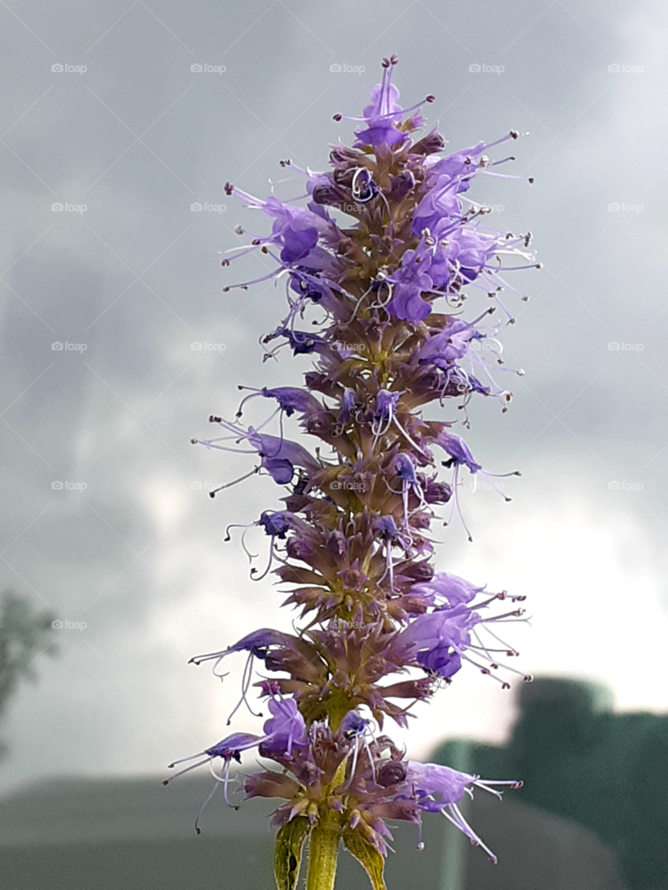 portrait of a  flower