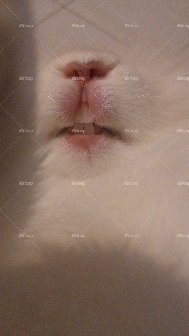 Cat, Portrait, Mammal, Blur, One