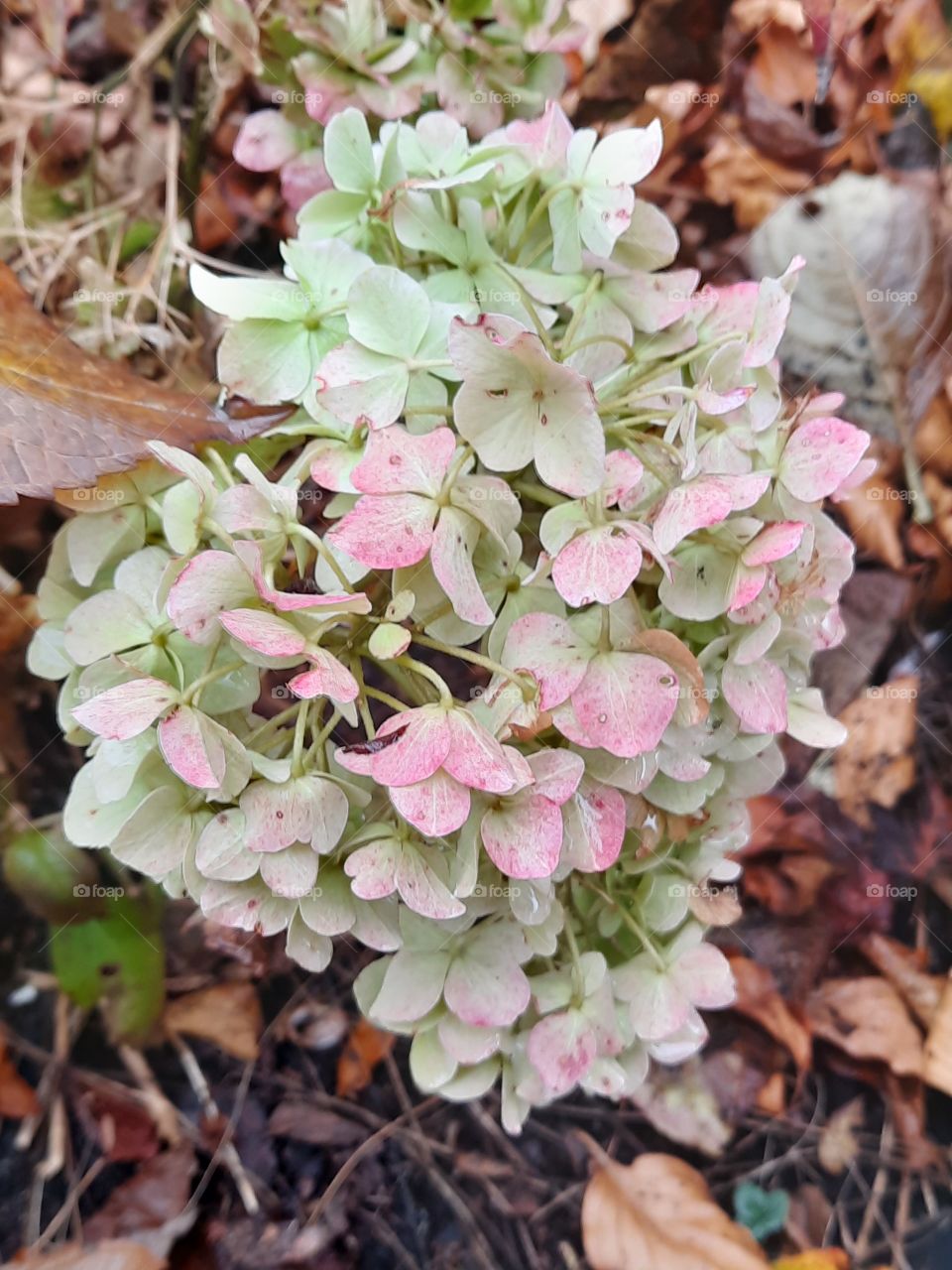 late autumn  garden  - Ivory pink and green hydrangea flowers