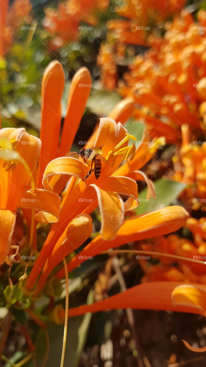 Bee & orange colour