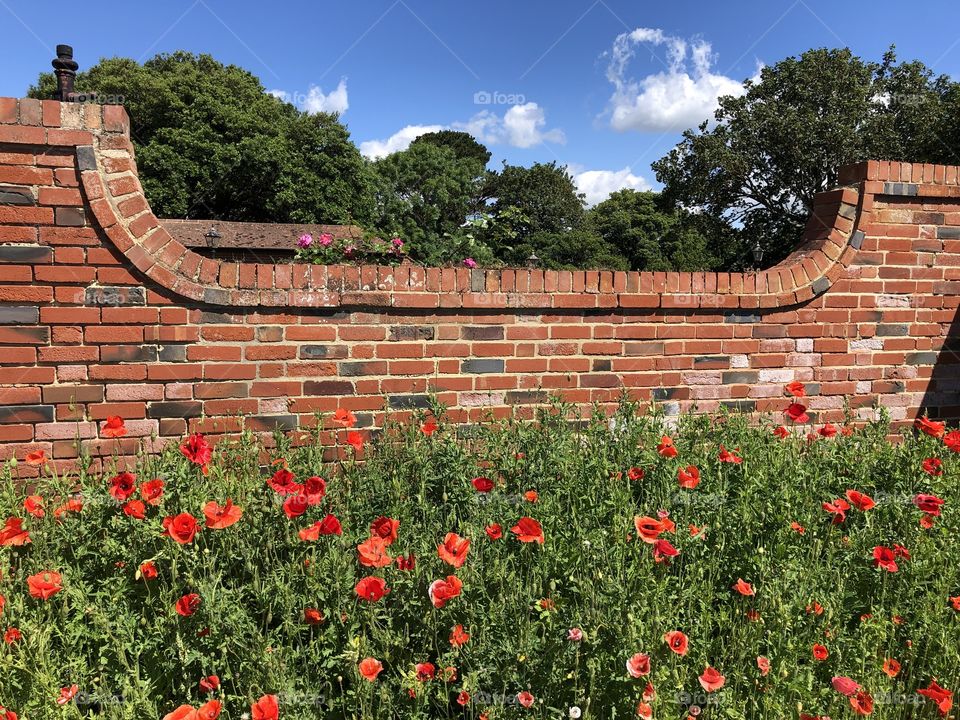 A large expanse of poppies to warm the hearts of us all and deliver some magical nature.