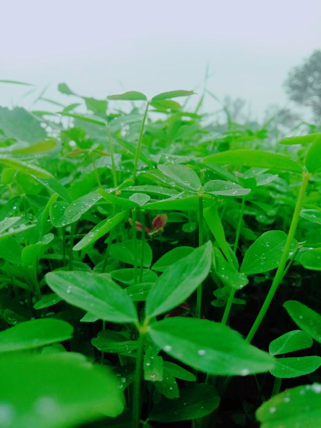 grass photography