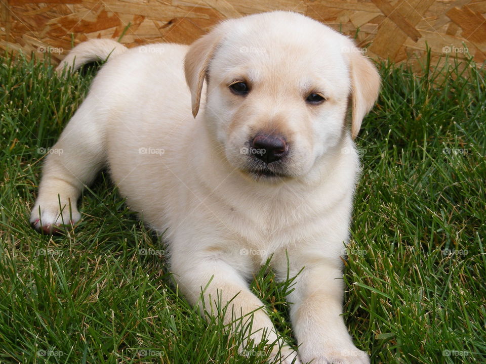 Yellow lab puppy