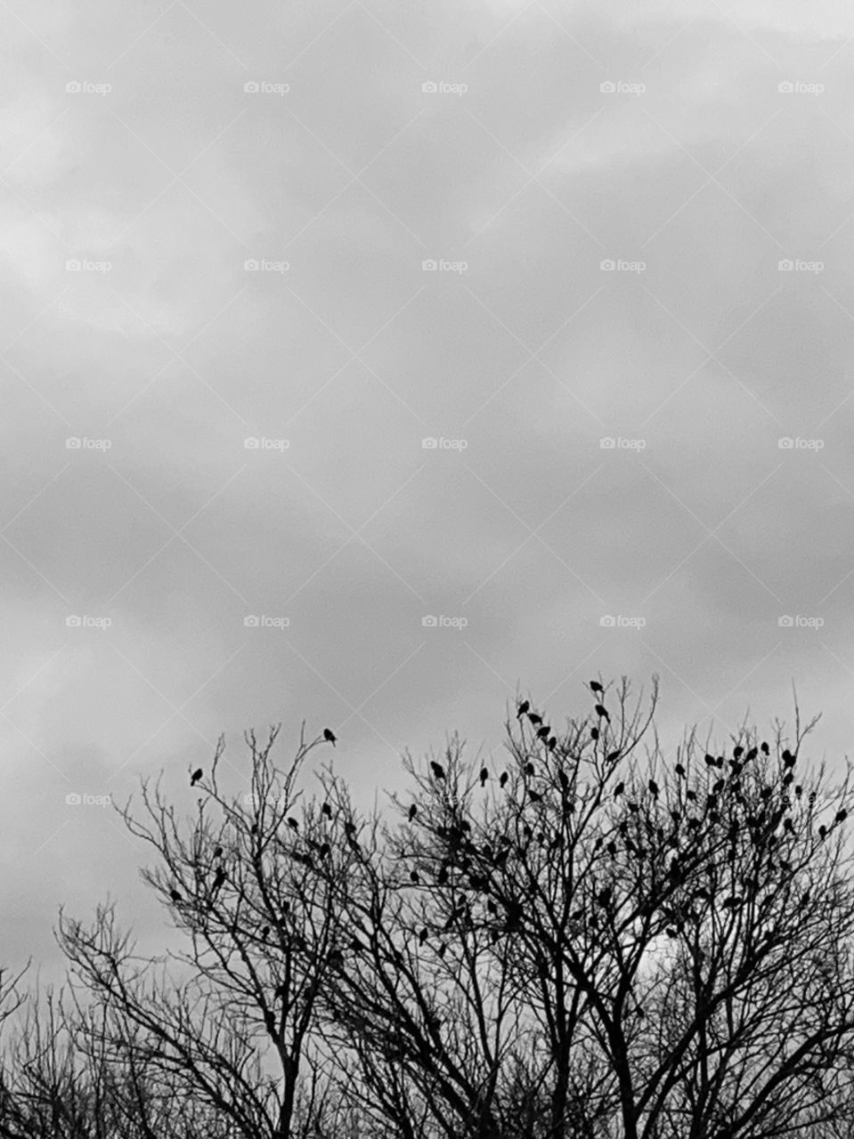 Black-and-white minimalistic silhouette of a flock of birds perched in a bare tree against a cloudy sky