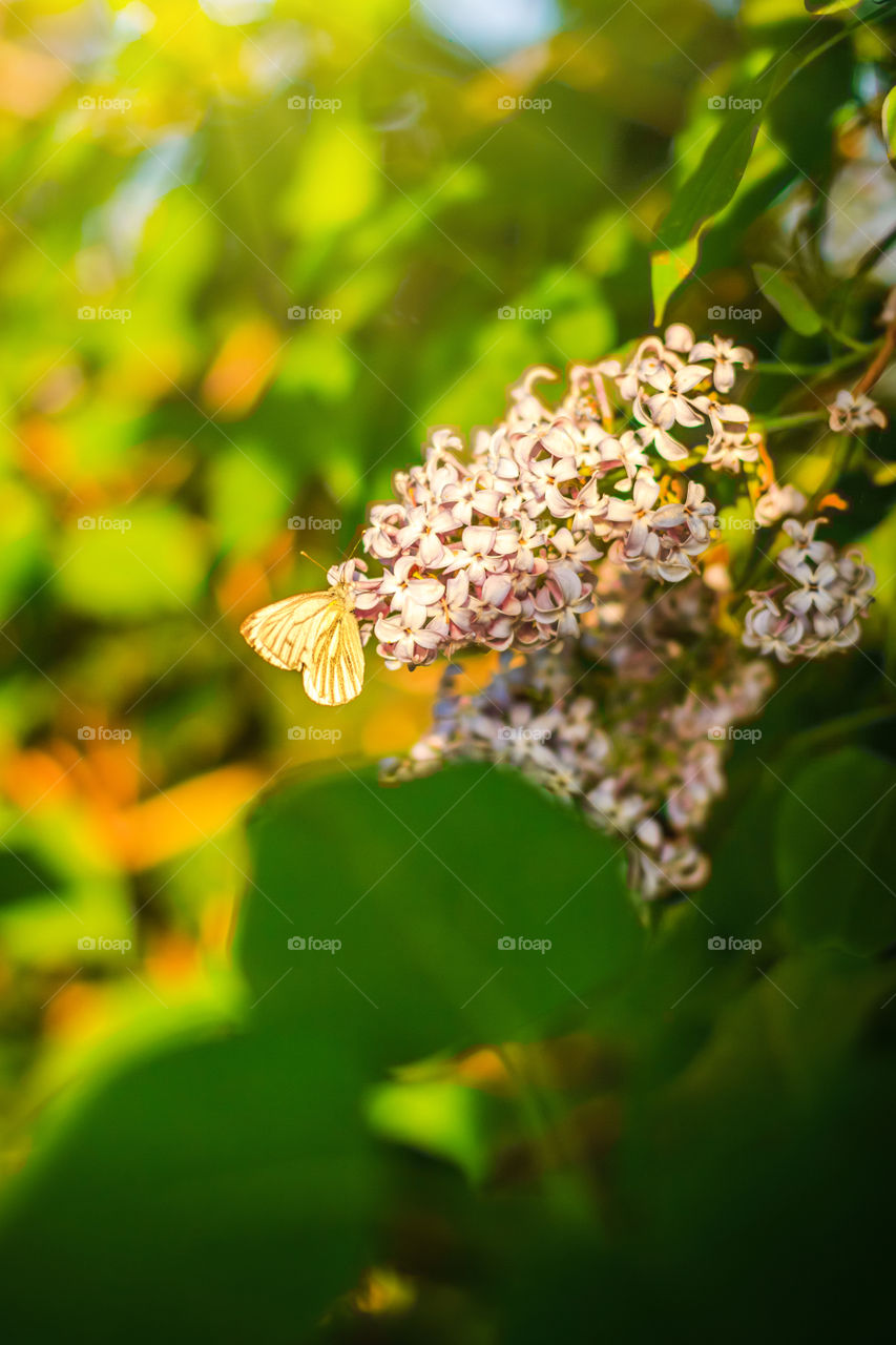 Butterfly on the blooming lilac