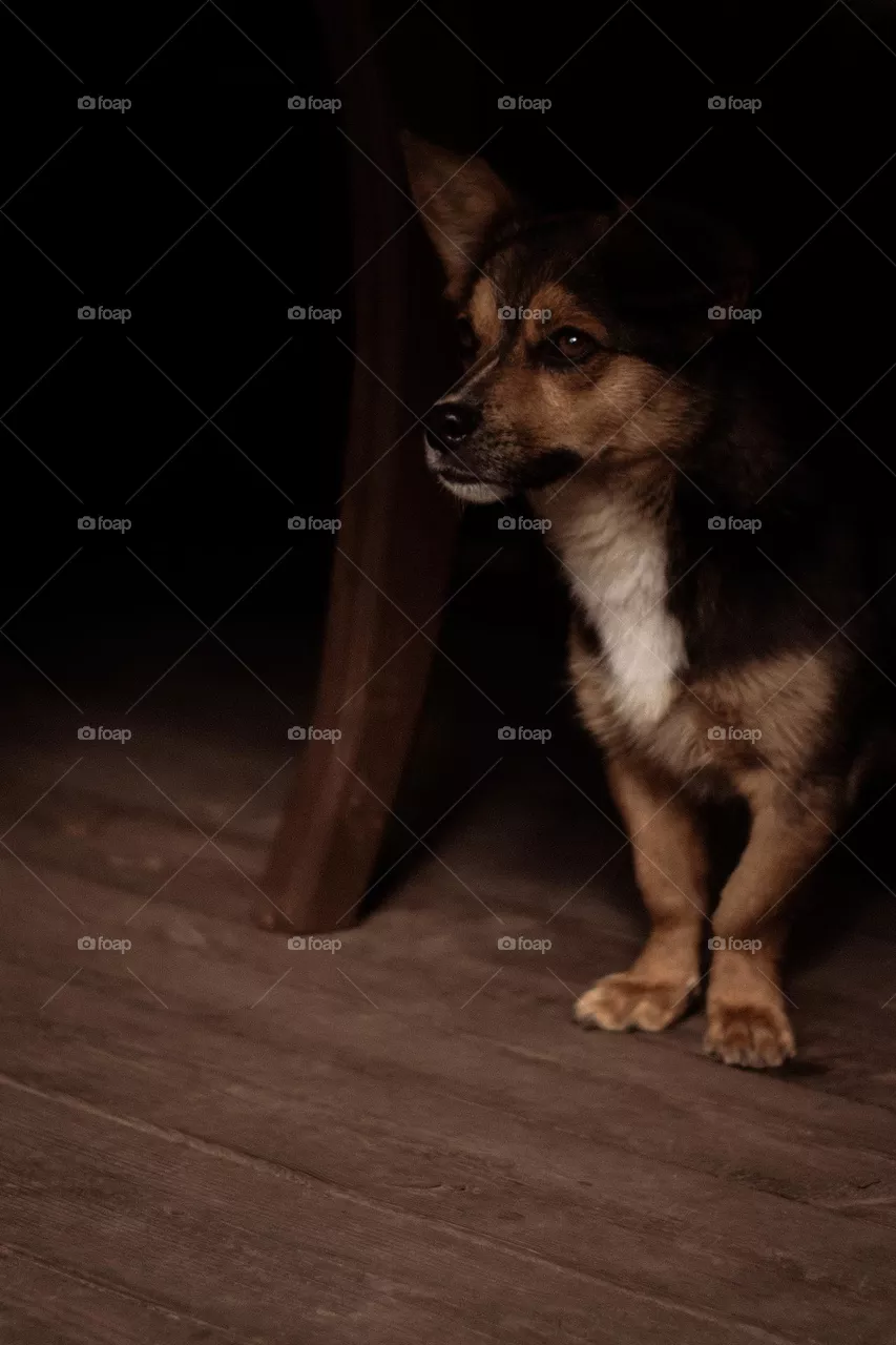 my dog